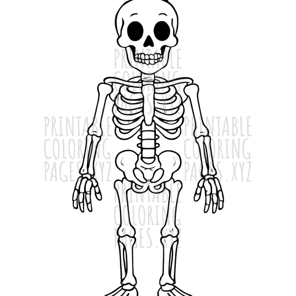 Explore the Human Skeleton: Interactive Anatomy Poster