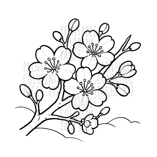 Tranquil Japanese Cherry Blossom Scene