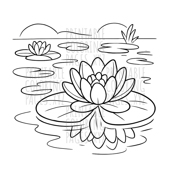 Serene Lily Pond Reflections Scene