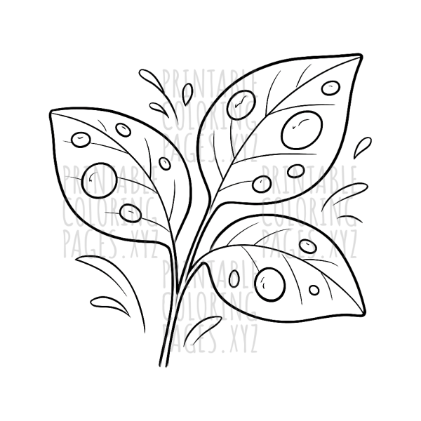 Refreshing Raindrops on Leaves