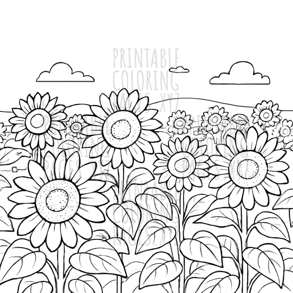 Golden Sunflower Field Panorama
