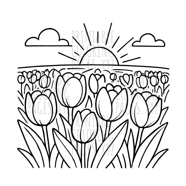 Sunrise Tulip Field Wonderland