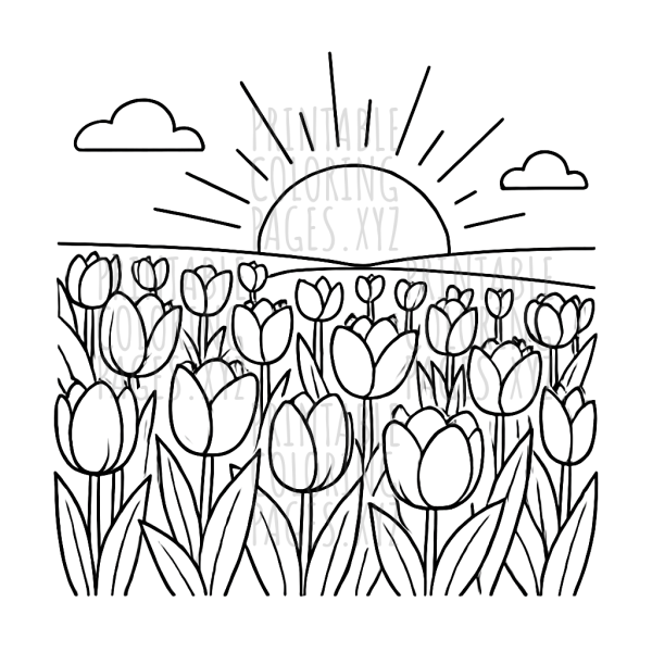 Sunrise over Tulip Fields: A Colorful Awakening