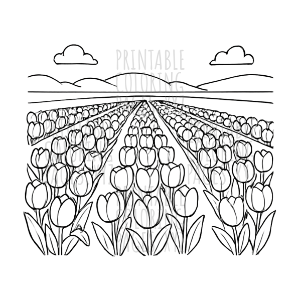 A Blooming Adventure Through Tulip Fields